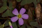 Violet woodsorrel